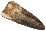 Fossil Spinosaurus Tooth - Real Dinosaur Tooth #329507-1
